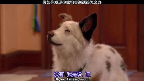 假如狗會說話娛樂吃瓜醬,娛樂吃瓜醬帶你領略狗狗界的趣味日常